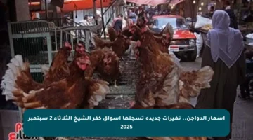 أسعار الدواجن.. تغيرات جديدة تسجلها أسواق كفر الشيخ الثلاثاء 2 سبتمبر 2025